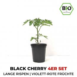 Black Cherry BIO Cocktail-Tomatenpflanzen 4er Set