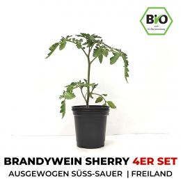 Brandywein Sherry BIO Cocktail-Tomatenpflanzen 4er Set