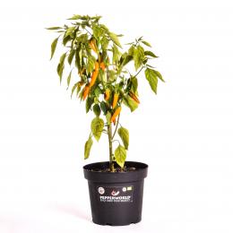 Bulgarian Carrot BIO Chilipflanze