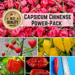 Capsicum Chinense BIO Pflanzen-Power-Pack