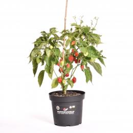 Caribbean Red BIO Chilipflanze