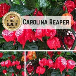 Carolina Reaper Chilipflanze 3er-Set