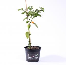 Carolina Reaper Yellow BIO Chilipflanze