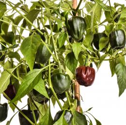 Chilhuacle Negro Chilisamen
