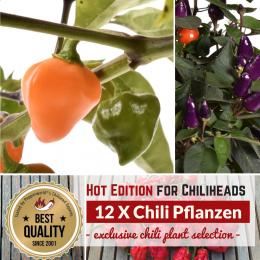Chili Pflanzen 12er Monster Paket - Hot Edition