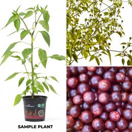 Chiltepin Sonora Brown BIO Chilipflanze
