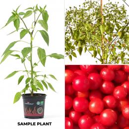 Chiltepin Sonora Red BIO Chilipflanze