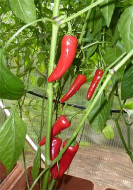 De Cayenne Chilisamen