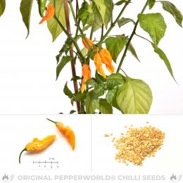 Fatalii Yellow Chilisamen