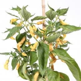 Fragrant Bellini Chilisamen