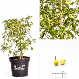 Gelbe Kirsche BIO Chilipflanze