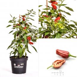 Grekisk Paprika BIO Chilipflanze