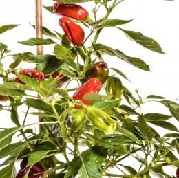 Grekisk Paprika Chilisamen