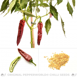 Guajillo BIO Chilisamen