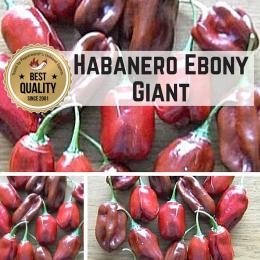 Habanero Ebony Giant Chilisamen