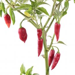 Habanero Maya Red Chilisamen