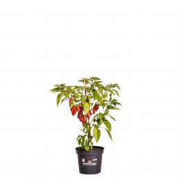 Habanero Mora BIO Chilipflanze