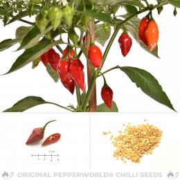 Habanero Tenziha Chilisamen