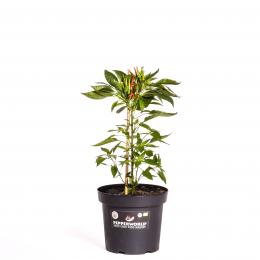 Hontaka BIO Chilipflanze