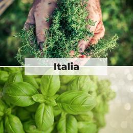 Italia - Kräuter Saat Sortiment