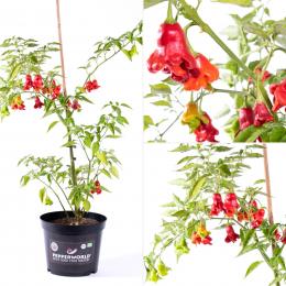 Jamaican Bell BIO Chilipflanze