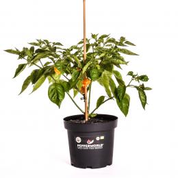 Jamaican Scotch Bonnet BIO Chilipflanze