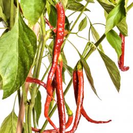 Joe´s Long Cayenne Chilisamen