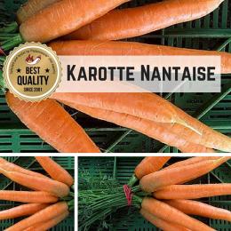 Karotte (Nantaise) Samen