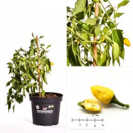 Limoncello BIO Chilipflanze