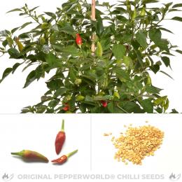 Matchbox Pepper Chilisamen