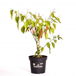 Naga/Bhut Jolokia Red BIO Chilipflanze