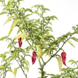 Naga Coss King Chilisamen