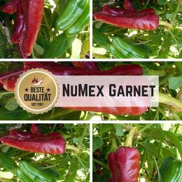 NuMex Garnet Chilisamen