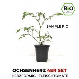 Ochsenherz BIO Tomatenpflanzen 4er Set