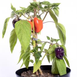 Oda Pepper Chilisamen