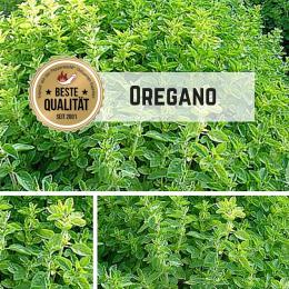 Oregano Samen