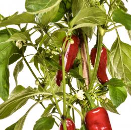 Peperoncino Chilisamen