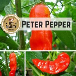 Peter Pepper BIO Chilipflanze