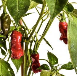 Peter Pepper Red Chilisamen