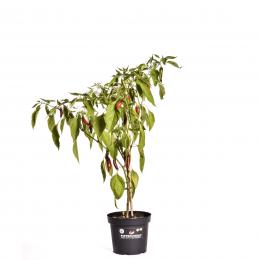 Poot Pepper BIO Chilipflanze