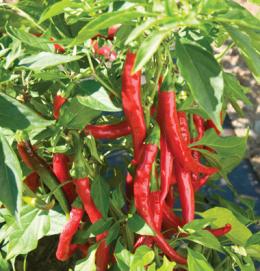 Red Flame F1 Chilisamen