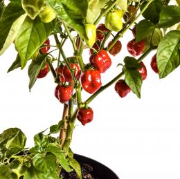 Red Savina Chilisamen