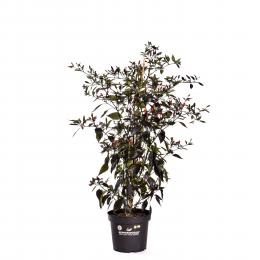 Royal Black BIO Chilipflanze