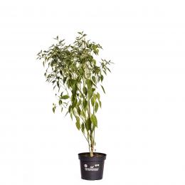 Serrano BIO Chilipflanze
