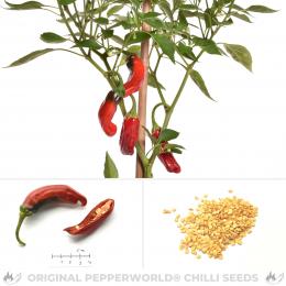 Shishito Pepper Chilisamen