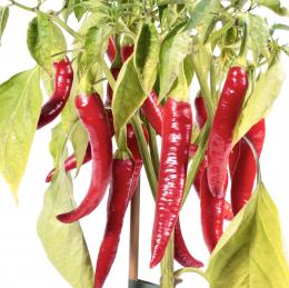 Sivri Biber Chilisamen