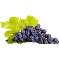 Trauben Muscat dunkel