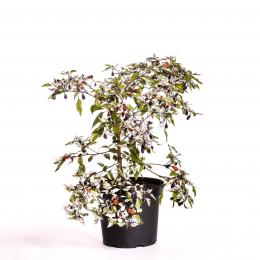 Trifetti/Variegata BIO Chilipflanze