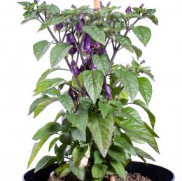 Trinidad Purple Coffee Chilisamen