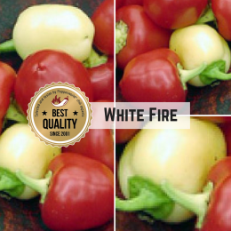 White Fire Chilisamen
